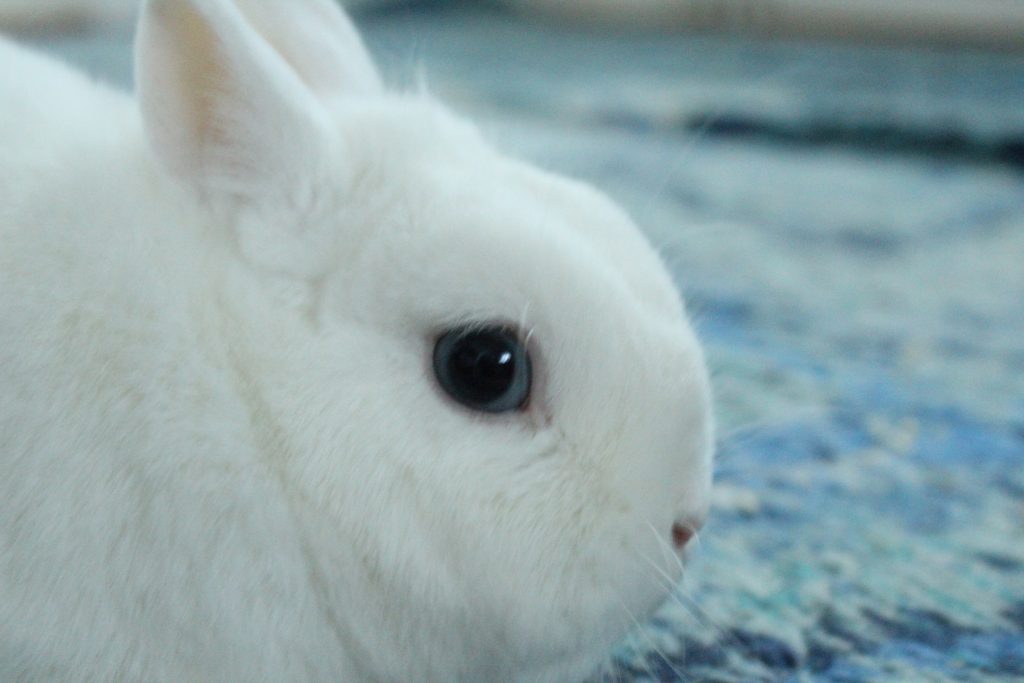 Bild på kanin.