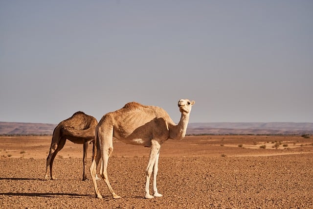 Two camels in the desert